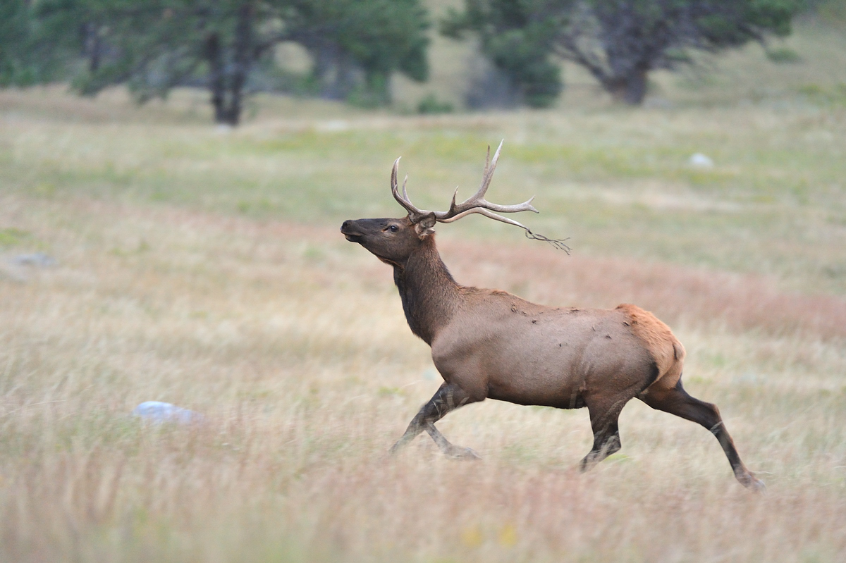Young bull elk