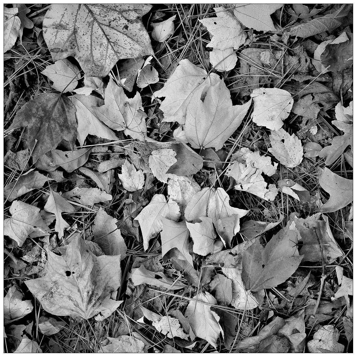 Autumn Leaves Intimate