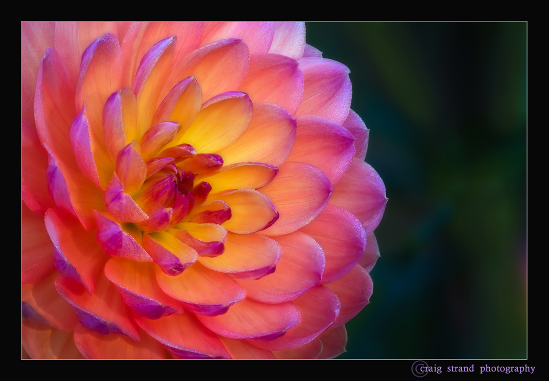 Dew Drop Dreaming