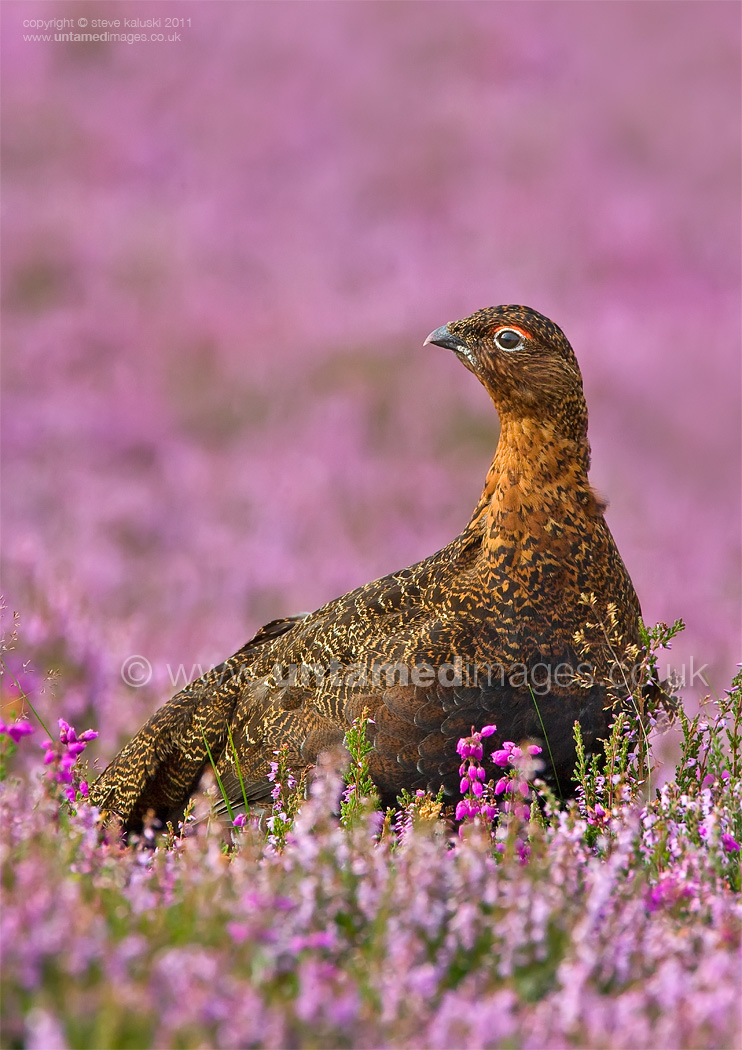 Purple patch
