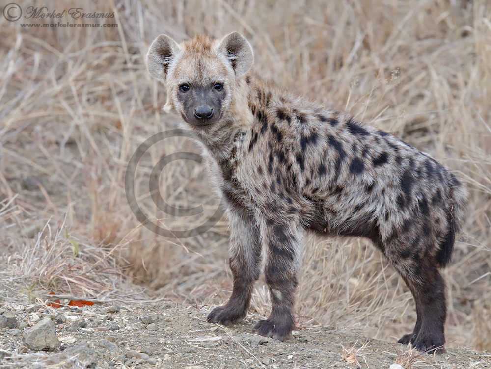 Spotted Hyena Cub