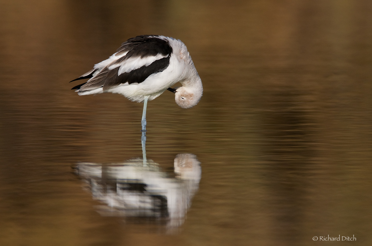 American Avocet