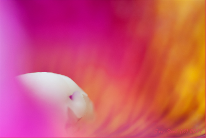 Orchid