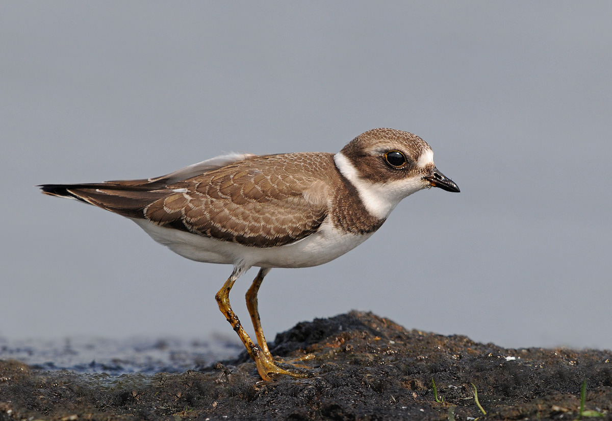 Juv. Semipalmated Plover