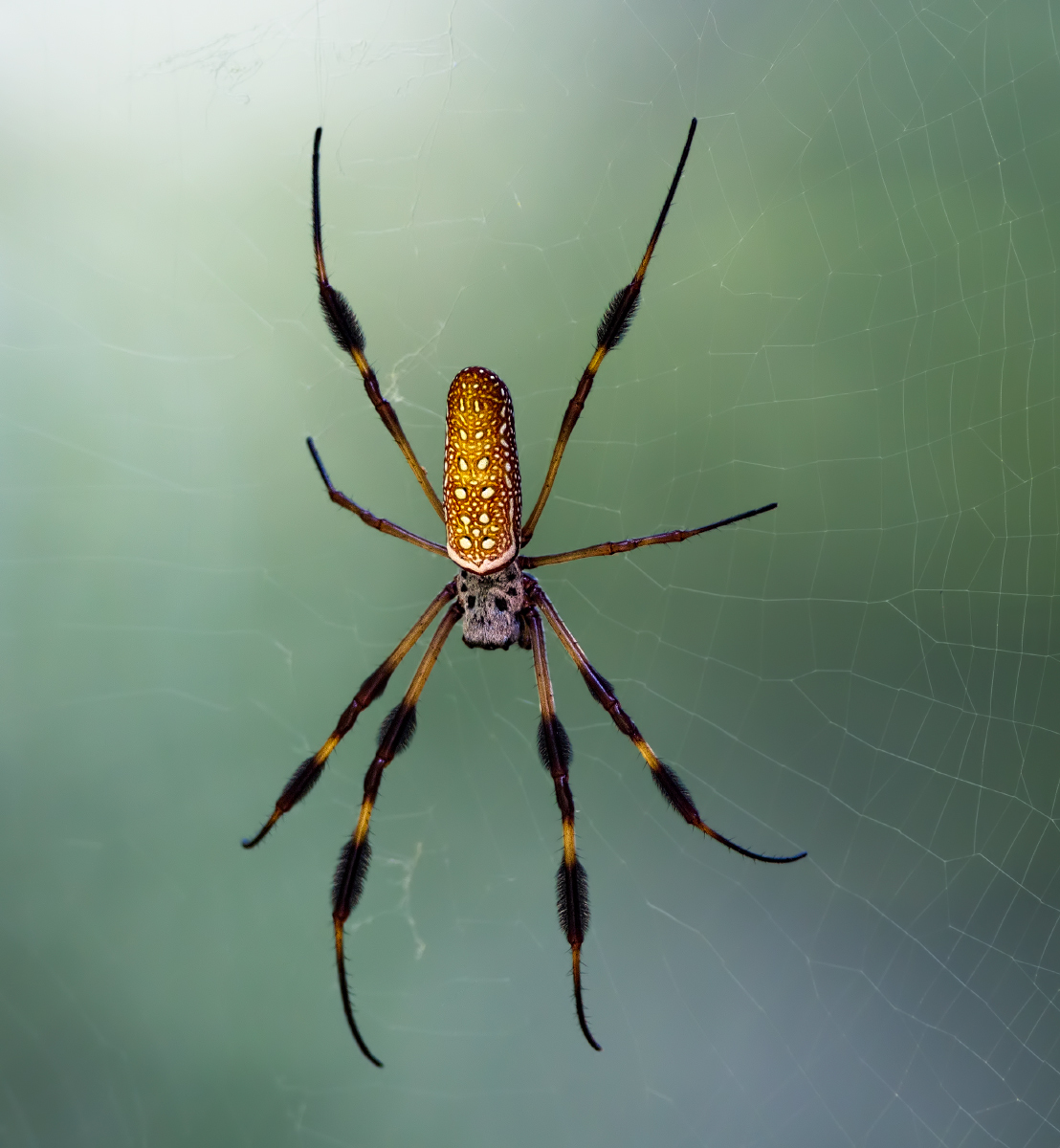 Golden Orb Weaver