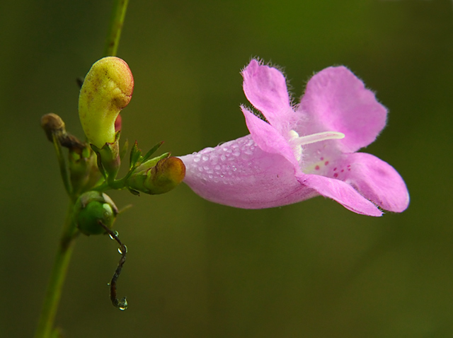Unknown Wildflower