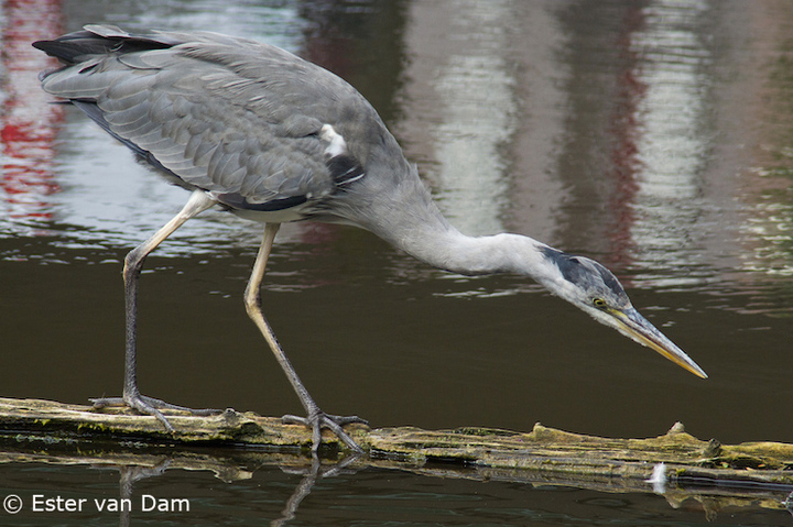Heron Hunting
