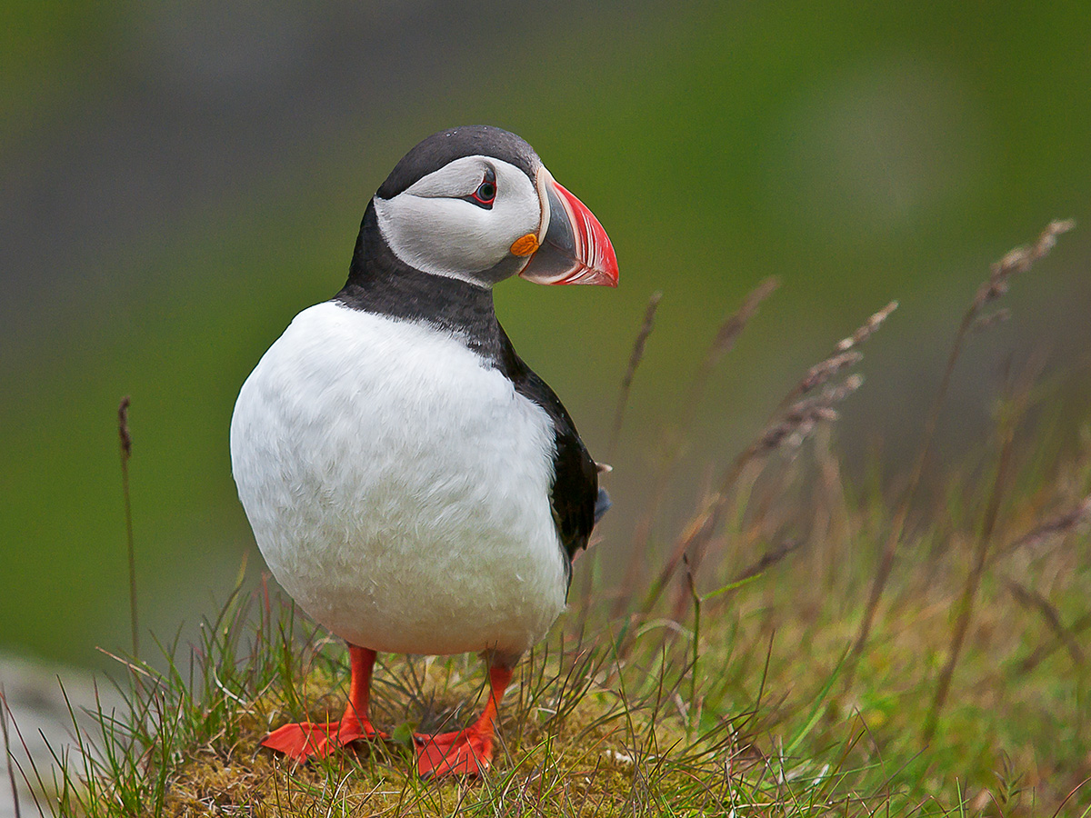 Puffin