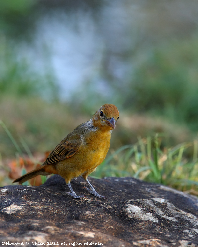 Summer Tanager