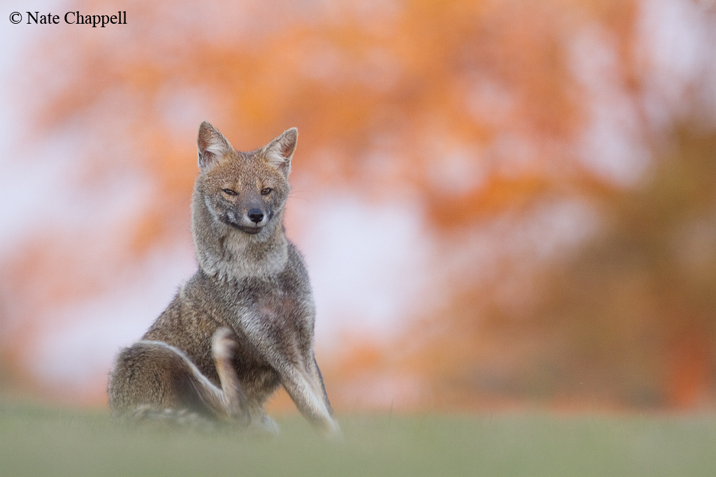 Pampas Fox