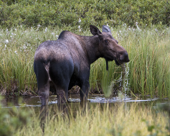 Moose Feeding with Repost
