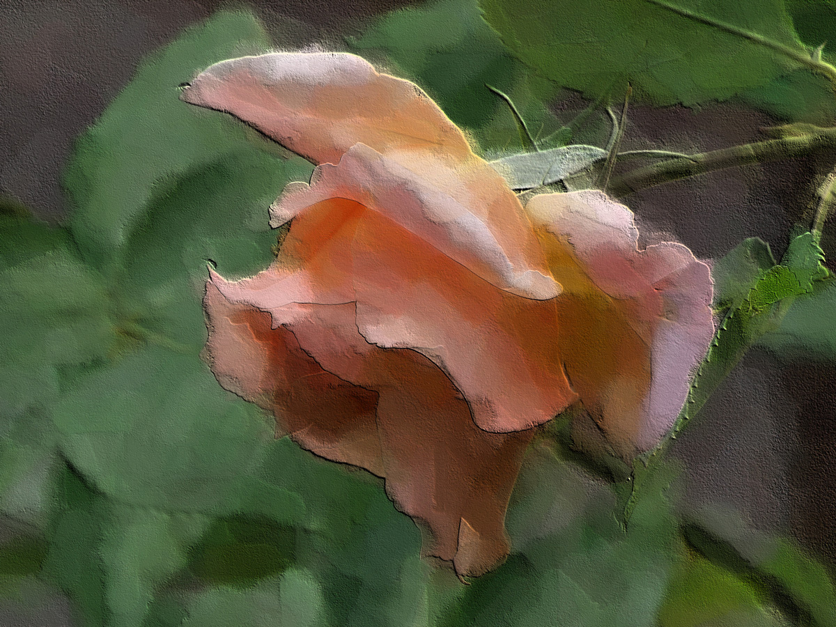 A rose from the past