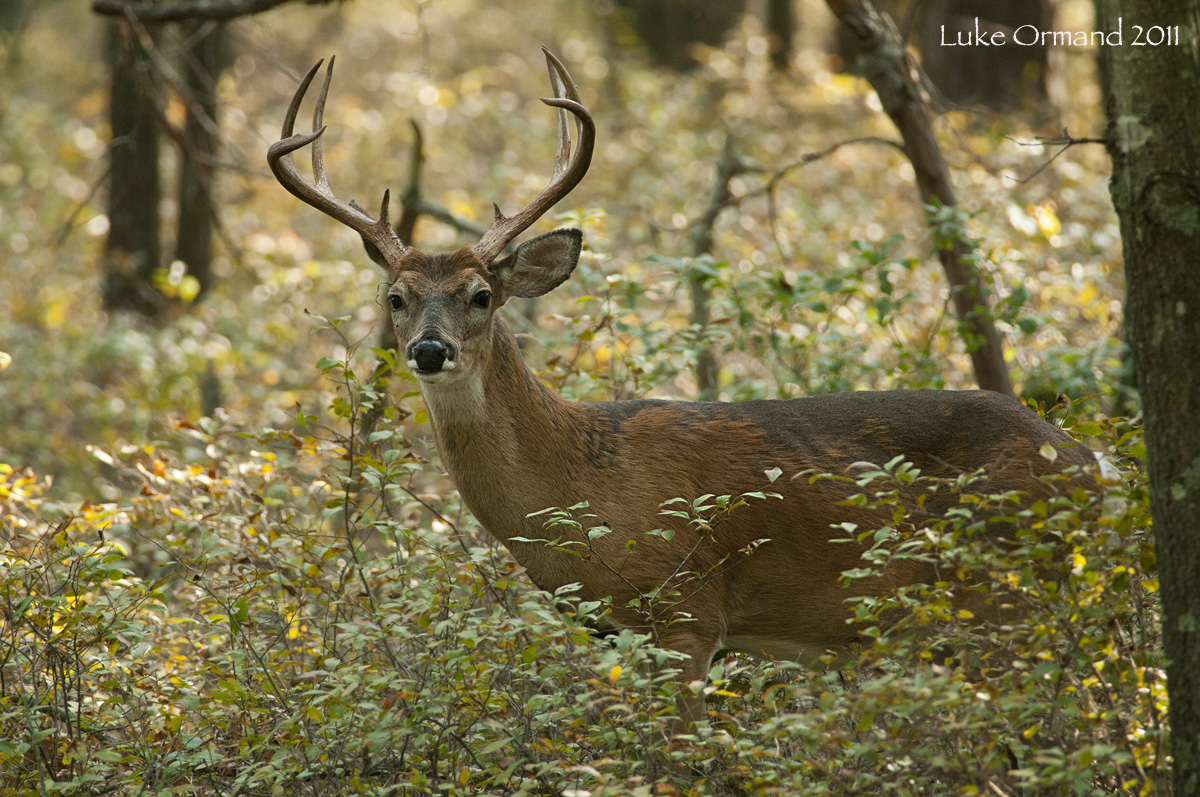 Buck