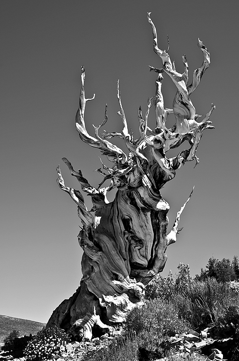 Bristlecone