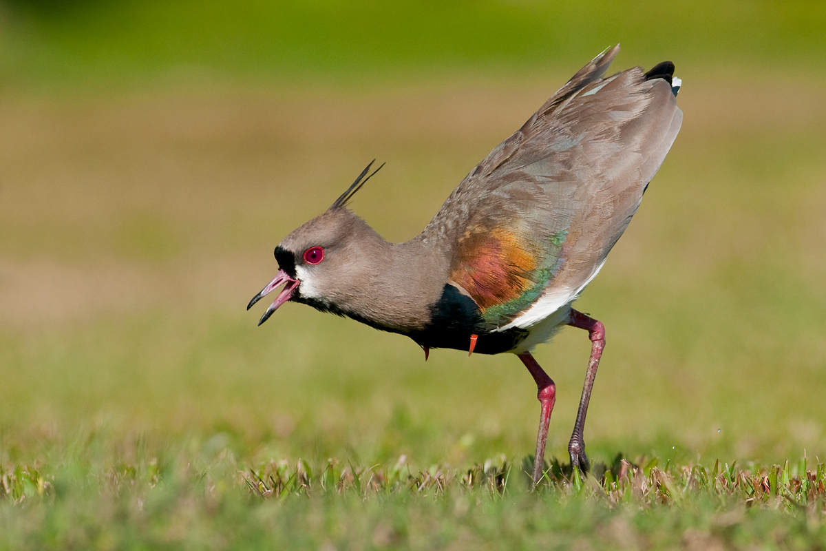 Southern Lapwing