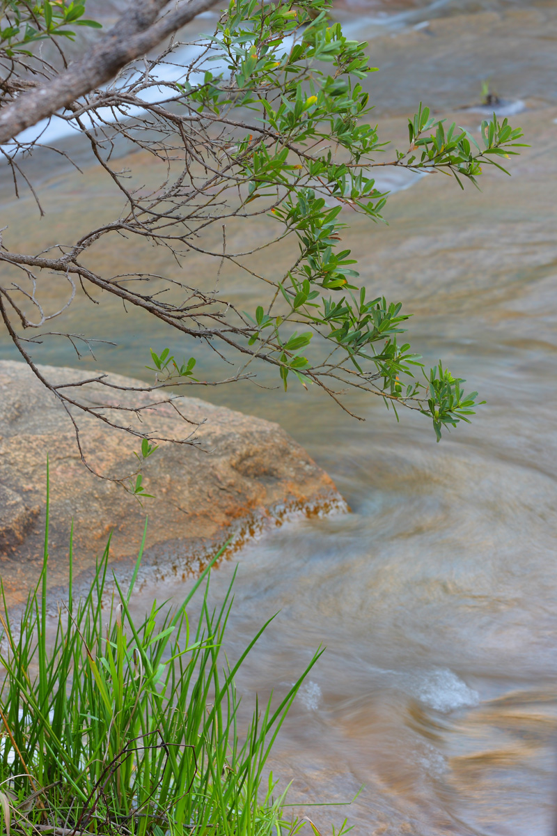 Grass-Rock-Branch