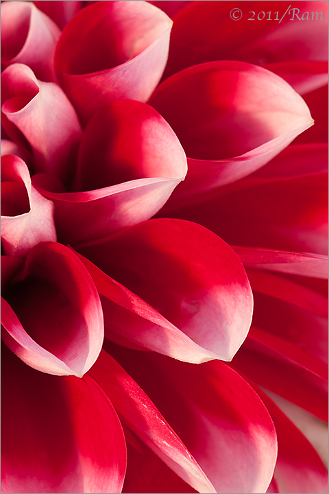 Dahlia