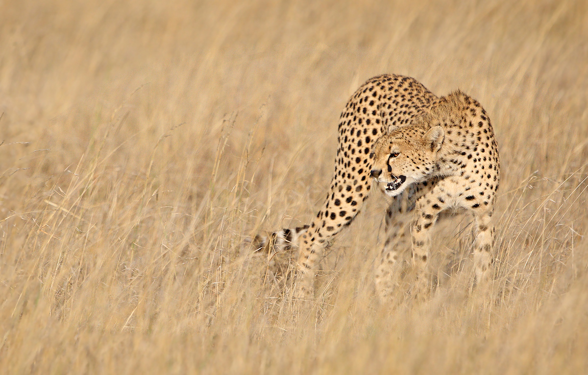 Cheetah Growl