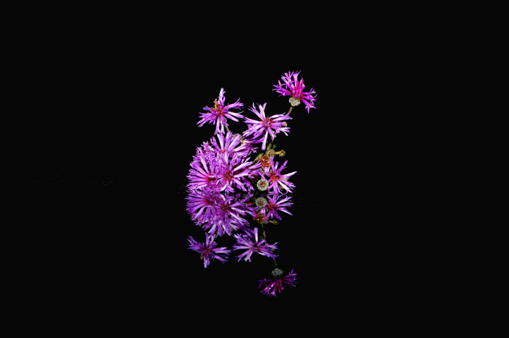 Iron Weed