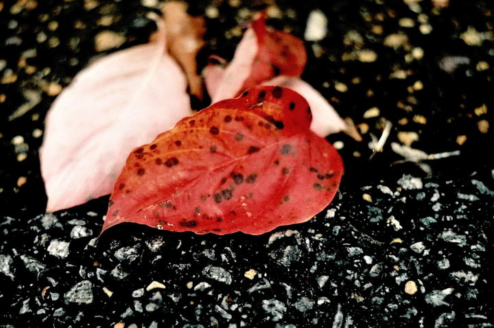 Red Speckles