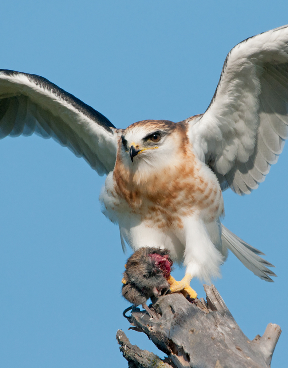 Juv. White Tail Kite