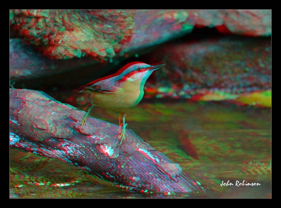 Nuthatch Anaglyph