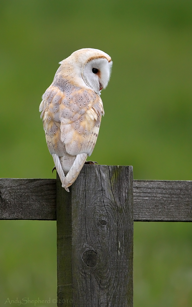 Barn Owl