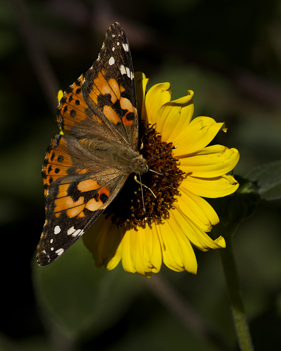 Painted Lady - Sunflower