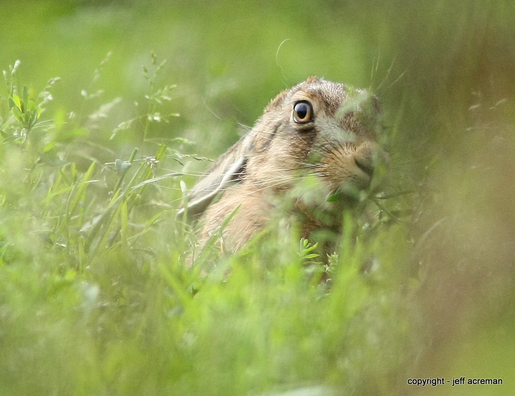 mushy - leverett hare
