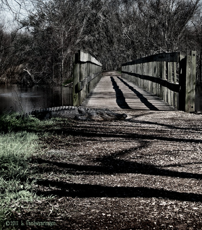 GATOR! The Path Not Taken
