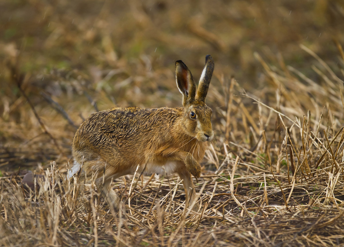 Brown Hare