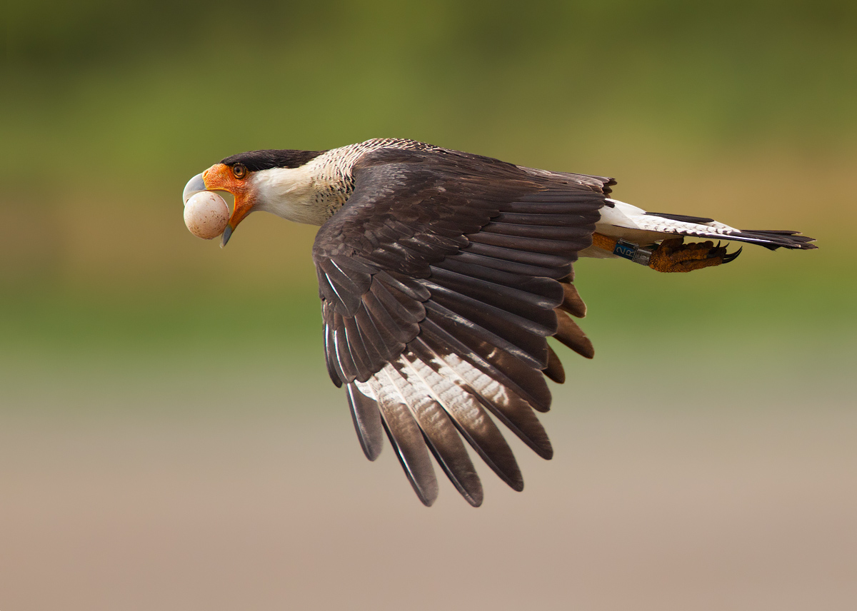 Caracara