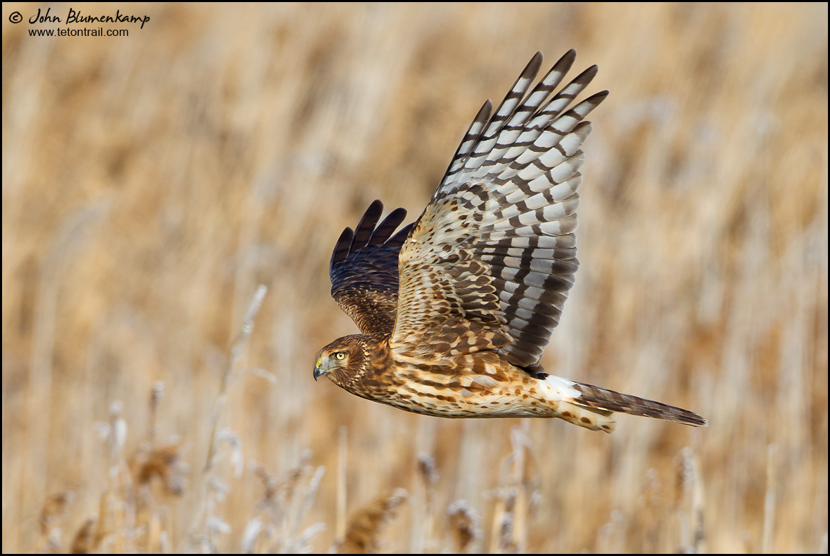 Northern Harrier