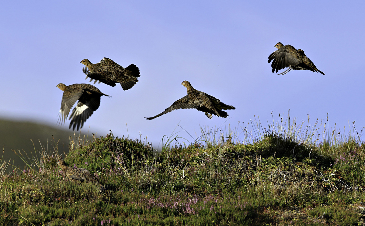 Flying red grouse
