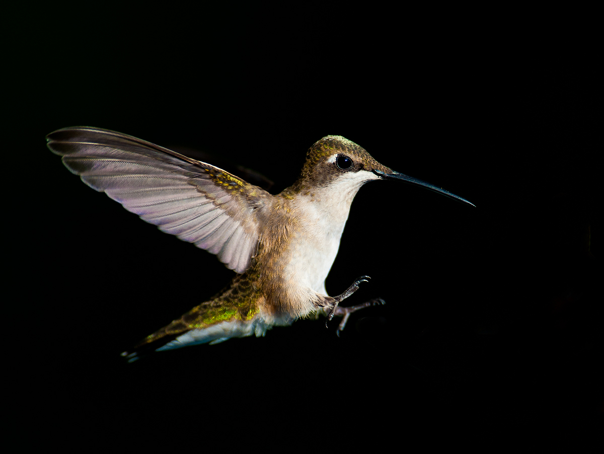Hummingbird