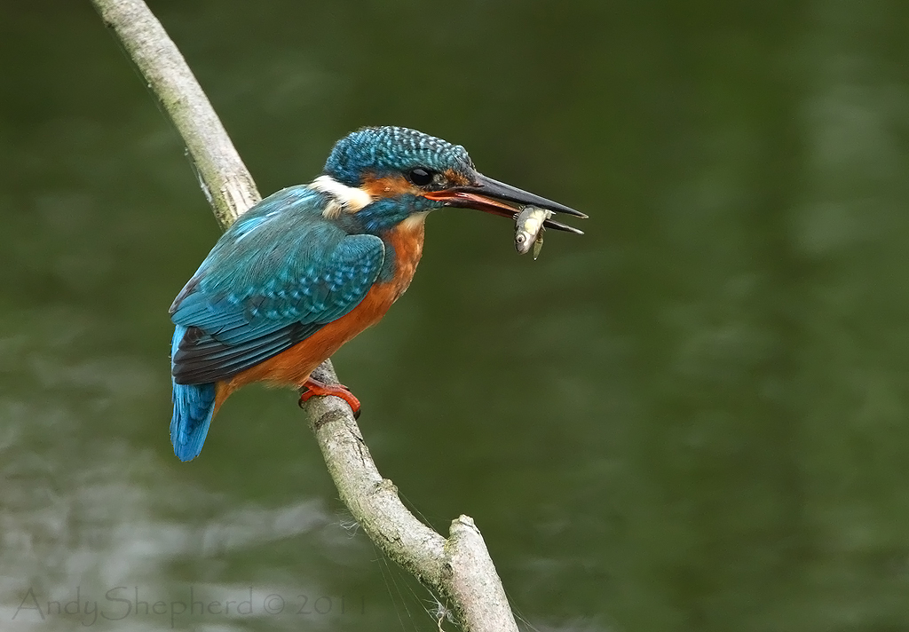 Kingfisher