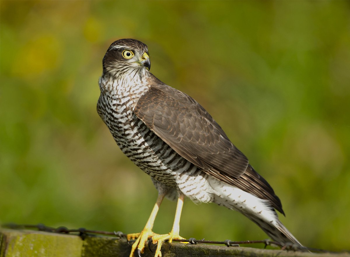 Sparrowhawk