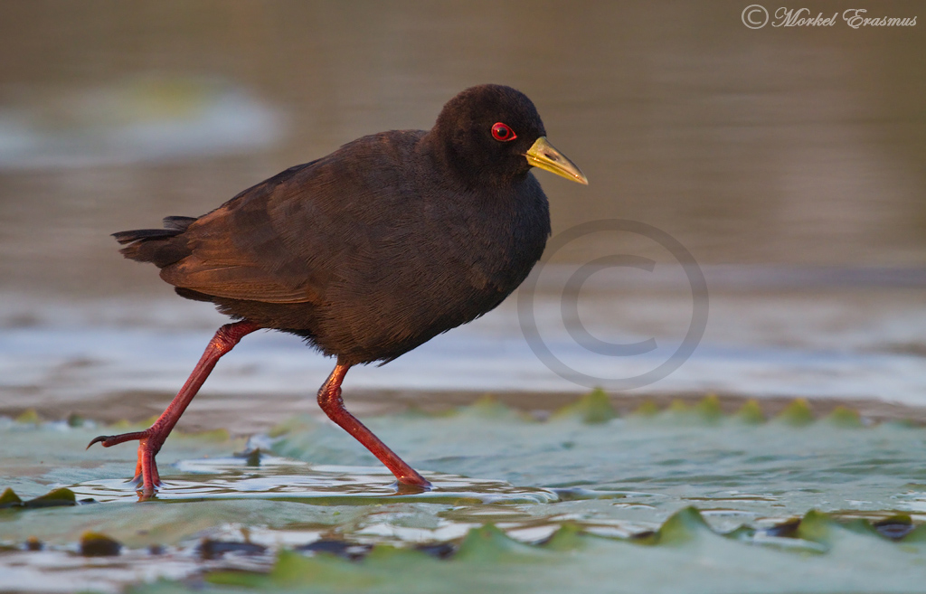 Black Crake