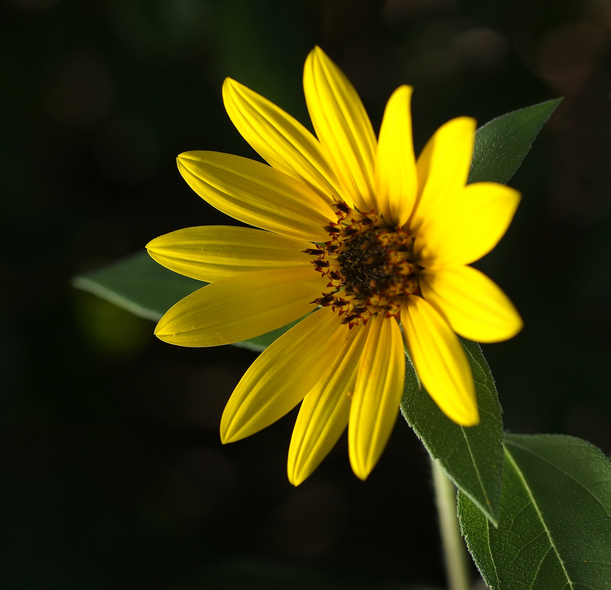 Yellow Flower REPOST