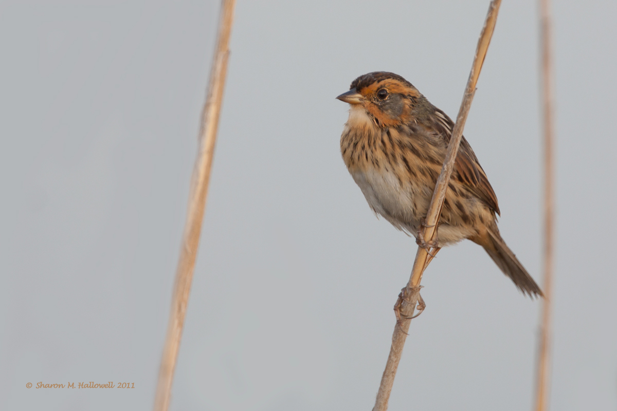 Sharp-tailed Sparrow