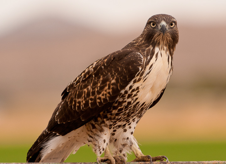 Hawk!