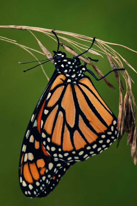 Monarch
