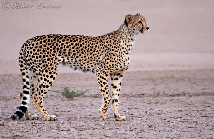 Kalahari Cheetah
