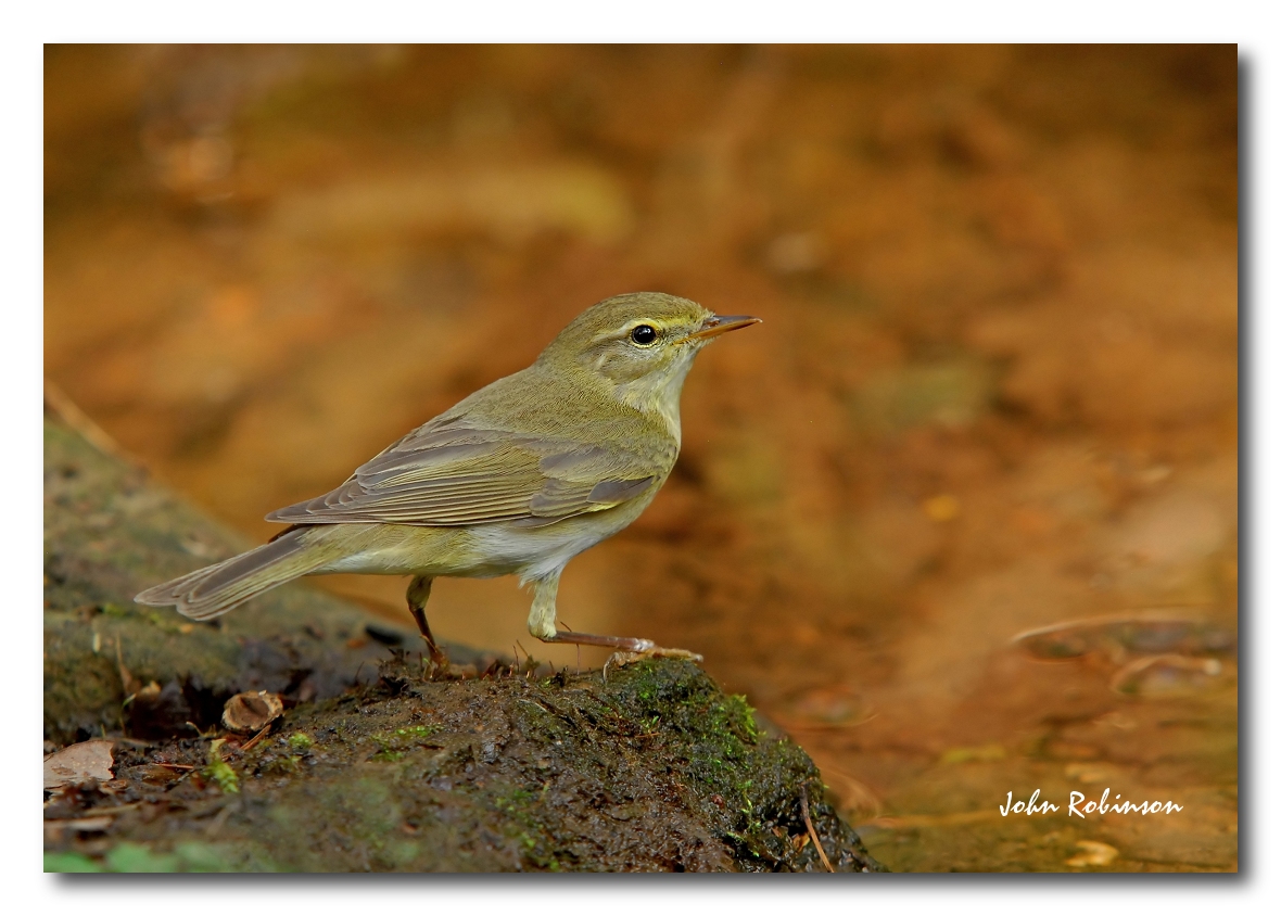 Willow warbler