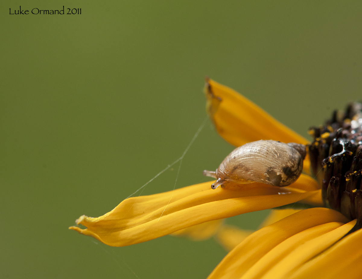 Garden Snail