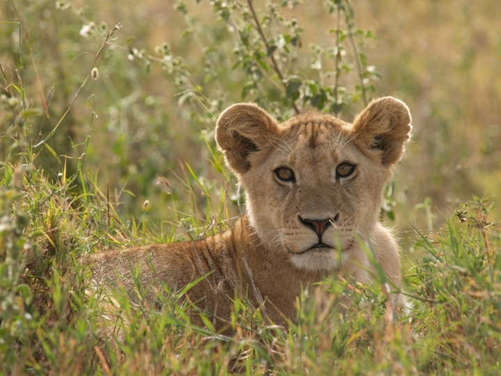 Lion Cub