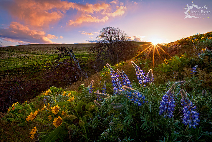 Dalles Mountain