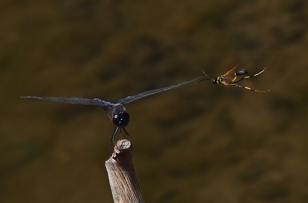 Wasp & Dragonfly