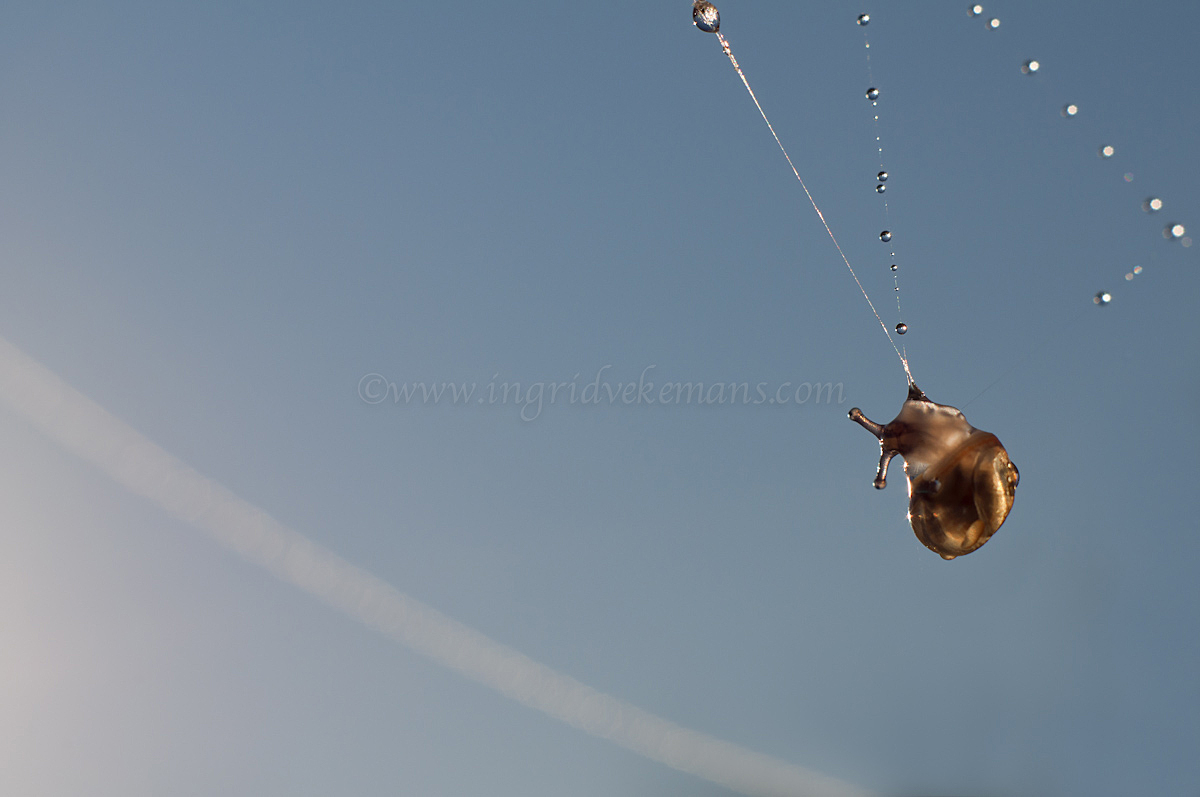 Diamond Trapeze