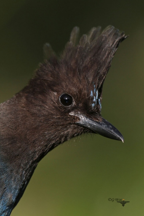 Steller Jay